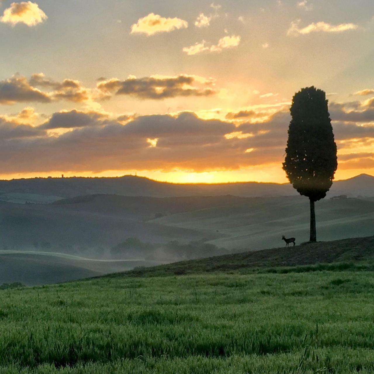 Residenza D'Epoca La Rosa Apartman Pienza Kültér fotó